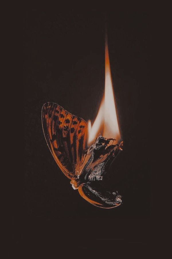 Moth to Flame